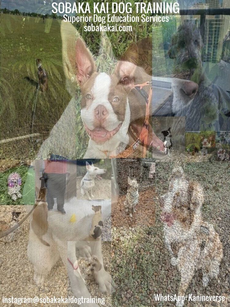 Sobaka Kai Dog Training Miami Florida